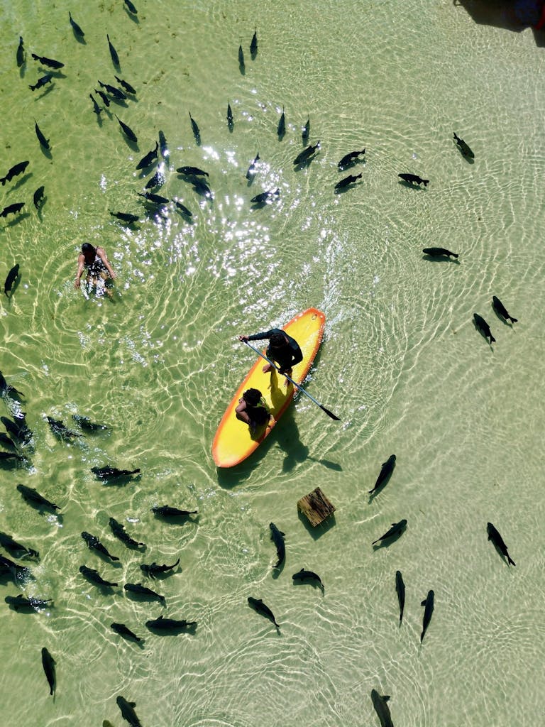 Kayak​‍​‌‍​‍‌​‍​‌‍​‍‌ Rentals Near Me